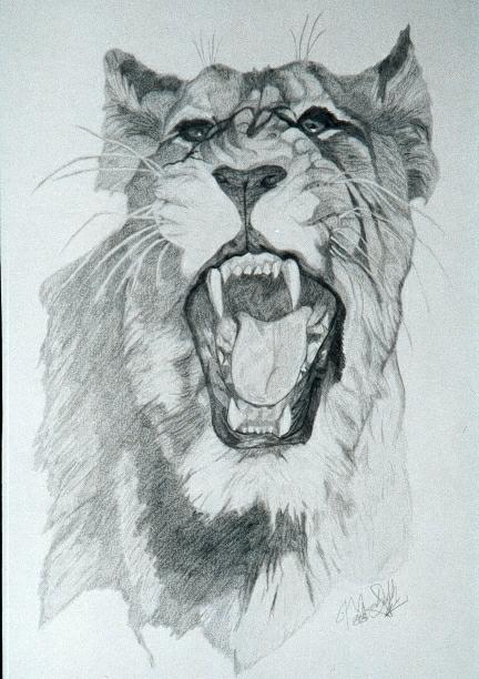 Cougar Sketch